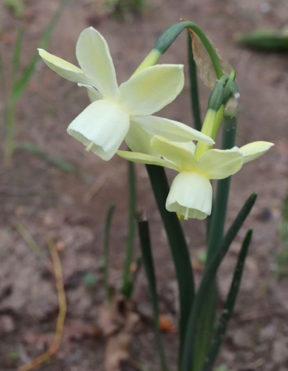 Narcissus Moonlight Sensation Anglia Bulb Company