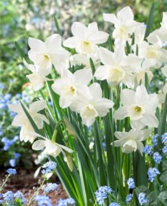 Narcissus Tresamble