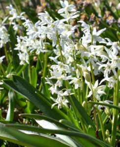 Scilla Siberica Alba