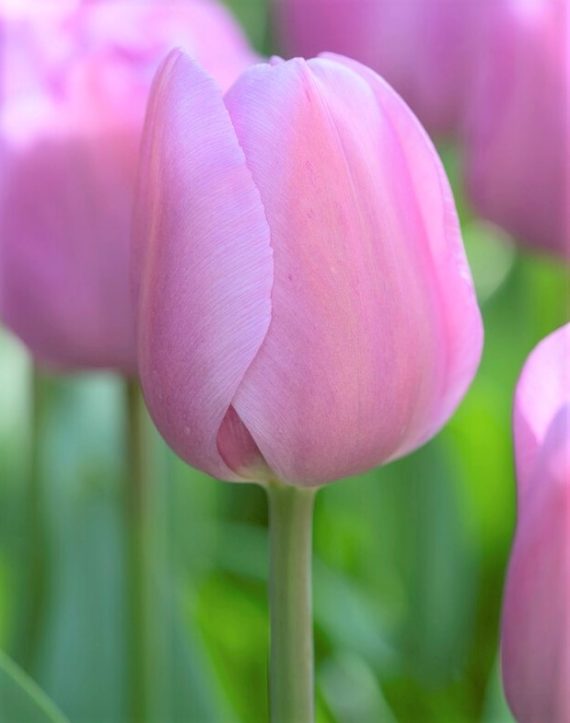 Tulip Alibi - Anglia Bulb Company
