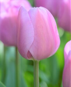Tulip Alibi