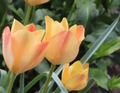 Tulip Batalinii Bronze Charm
