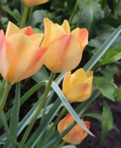 Tulip Batalinii Bronze Charm