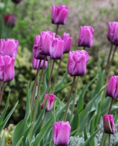 Tulip Blue Aimable