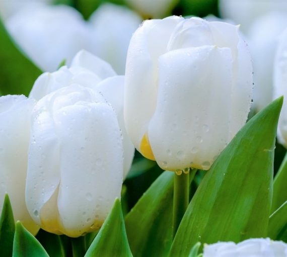 Tulip Calgary Anglia Bulb Company