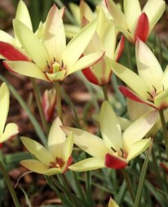 Tulip Clusiana Cynthia