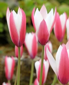 Tulip Peppermint Stick