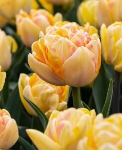 Tulip Foxy Foxtrot