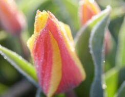 Tulip Giuseppe Verdi