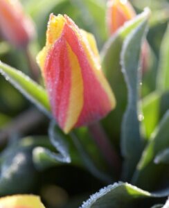 Tulip Giuseppe Verdi