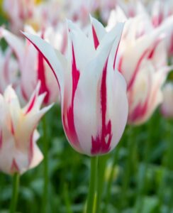 Tulip Marilyn