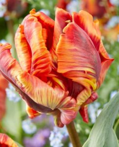 Tulip Rasta Parrot
