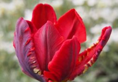 Tulip Rococo