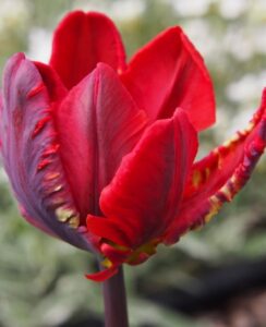 Tulip Rococo