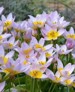 Tulip Saxatilis