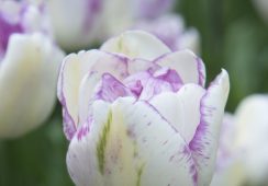 Tulip Shirley Double