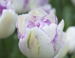 Tulip Shirley Double