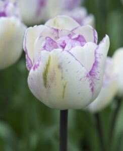 Tulip Shirley Double