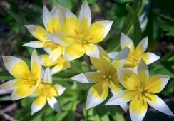 Tulip Tarda