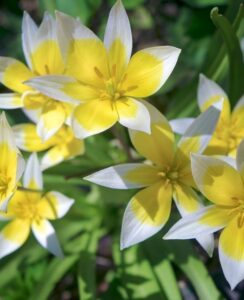 Tulip Tarda