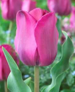 Tulip Don Quichotte