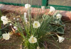 Narcissus Bulbocodium ‘Arctic Bells’