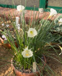 Narcissus Bulbocodium ‘Arctic Bells’