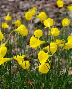 Narcissus Bulbocodium ‘Golden Bells’