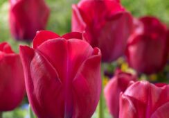 Tulip Attila Graffiti
