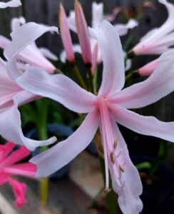 Amarine Belladiva ‘Emanuelle’