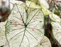 Caladium Strawberry Star