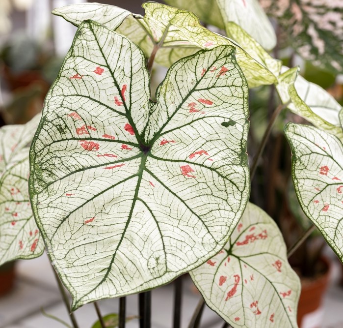 Caladium Strawberry Star Caladium Strawberry Star