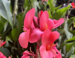 Canna City of Portland