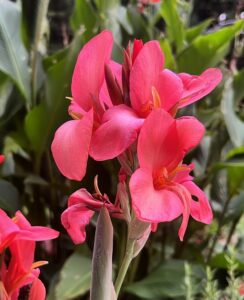 Canna City of Portland