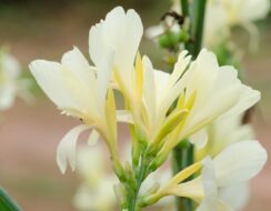 Canna Vanilla Cream