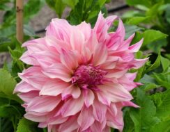 Dahlia Cafe au Lait Royal