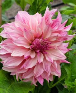 Dahlia Cafe au Lait Royal