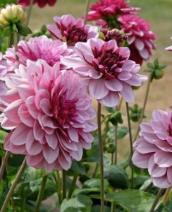 Dahlia Creme de Cassis