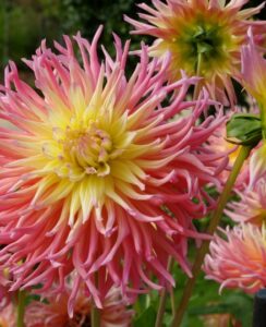 Dahlia Star Elite