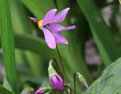 Dodecatheon Media ‘Queen Victoria’