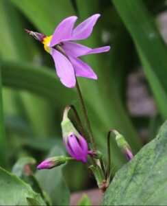 Dodecatheon Media ‘Queen Victoria’