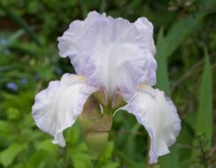 Iris Germanica ‘English Cottage’