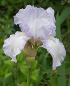 Iris Germanica ‘English Cottage’