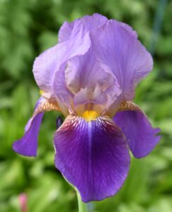 Iris Germanica, ‘Lent A Williamson’
