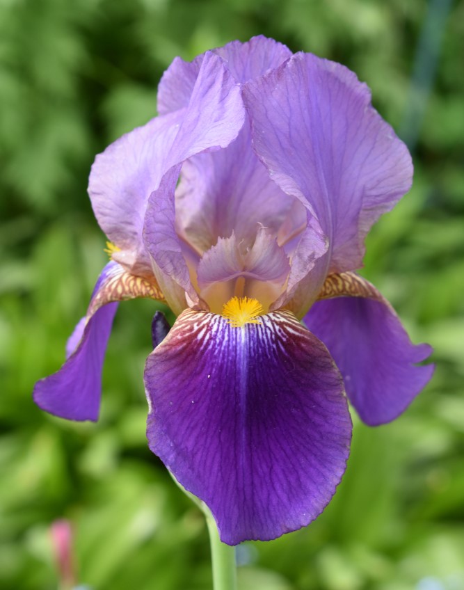 Iris Germanica Lent A Williamson