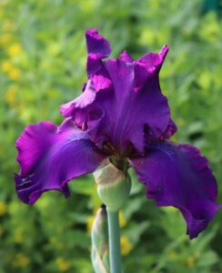 Iris Germanica, ‘Sultry Mood’