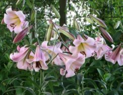 Lilium Eastern Moon (tree lily)