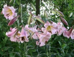 Lilium Eastern Moon (tree Lily)