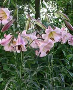 Lilium Eastern Moon (tree lily)