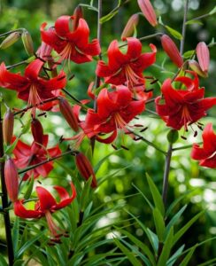 Lilium Red Life